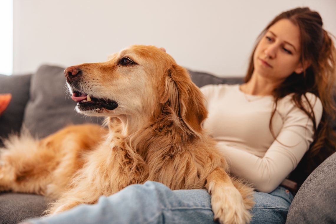 Cane anziano: come mantenerlo in salute più a lungo e quali controlli fare